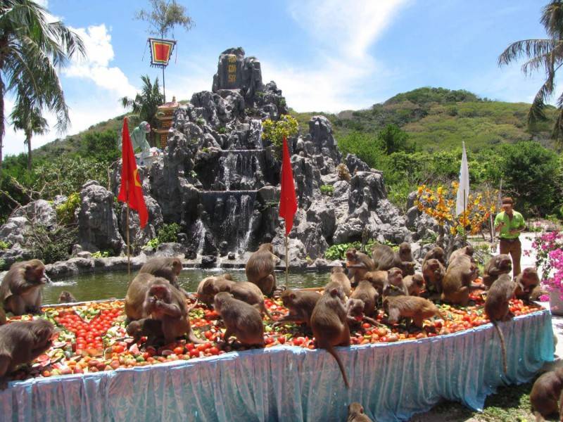 Đảo Khỉ Nha Trang - Vương quốc của hơn 1500 chú khỉ