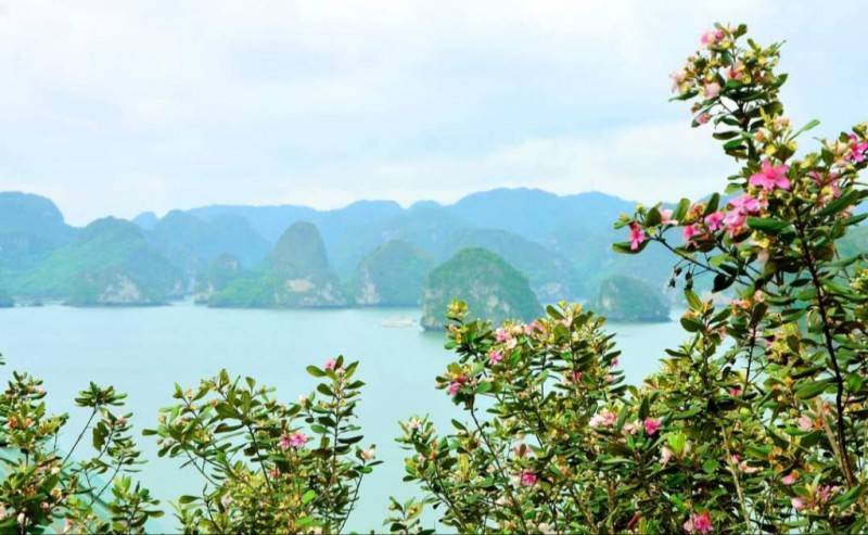Đảo Soi Sim - Khám phá vẻ đẹp hoang vu giữa lòng Di sản vịnh Hạ Long