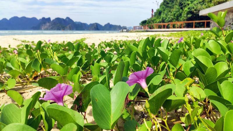 Đảo Soi Sim - Khám phá vẻ đẹp hoang vu giữa lòng Di sản vịnh Hạ Long