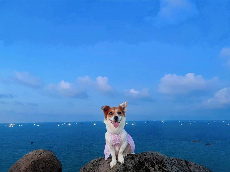 Đến Đảo Phú Quý cùng cún yêu khuấy động mùa hè nhàm chán