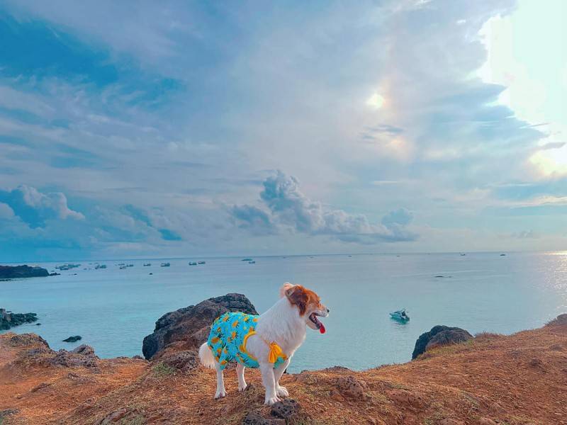 Đến Đảo Phú Quý cùng cún yêu khuấy động mùa hè nhàm chán