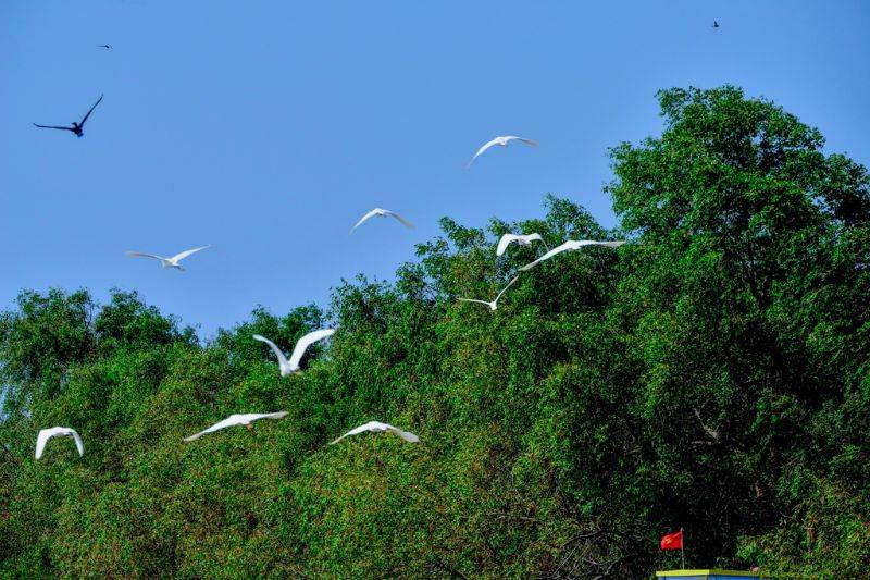Đến Sân chim Vàm Hồ chiêm ngưỡng vẻ đẹp thiên nhiên kỳ thú