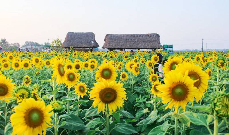 Điểm danh 7 vườn hoa hướng dương cực hot tại vùng đất Cố đô