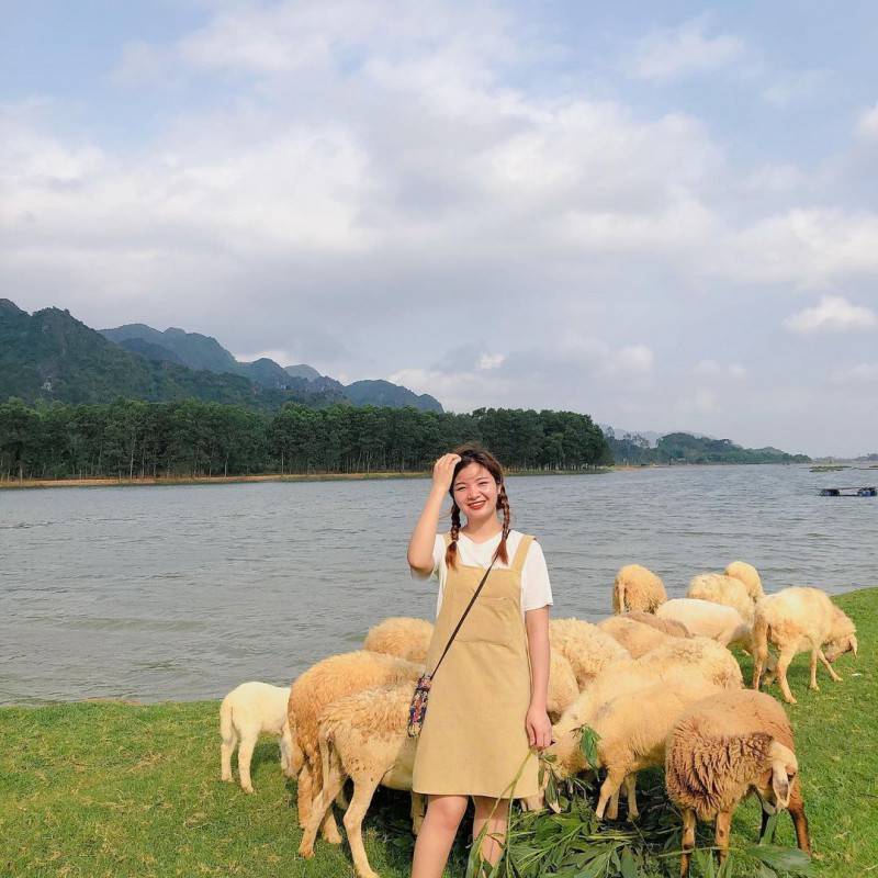 Đồng cừu Gia Hưng Ninh Bình - Bức tranh cổ tích tuyệt đẹp