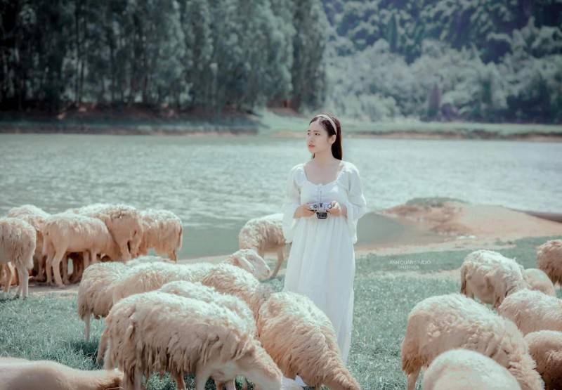 Đồng cừu Gia Hưng Ninh Bình - Bức tranh cổ tích tuyệt đẹp