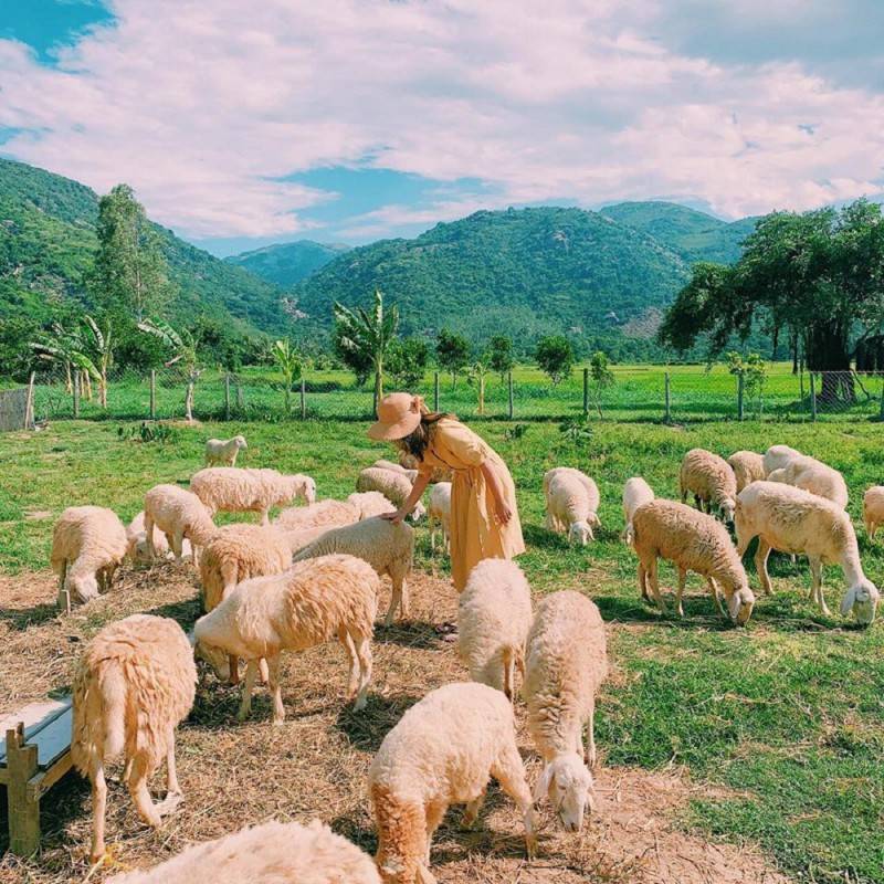 Đồng Cừu Suối Tiên Nha Trang - Thiên đường sống ảo dành cho giới trẻ