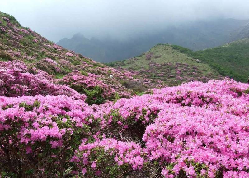 Du lịch Vị Xuyên - Hà Giang: Nơi hoa nở trên sỏi đá khô cằn