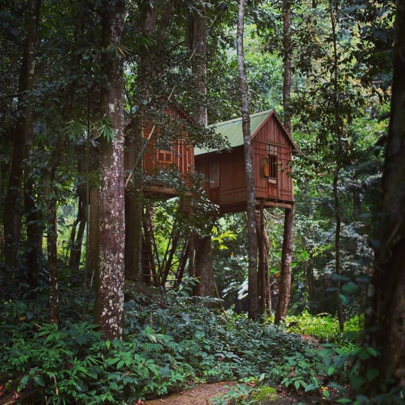 Ghé Ngôi nhà trên cây Dambri hòa mình vào núi rừng Tây Nguyên đại ngàn