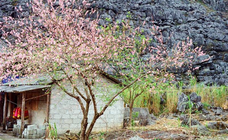 Ghé Sủng Là chiêm ngưỡng Mùa hoa mận trắng, hoa đào ở Hà Giang rực rỡ