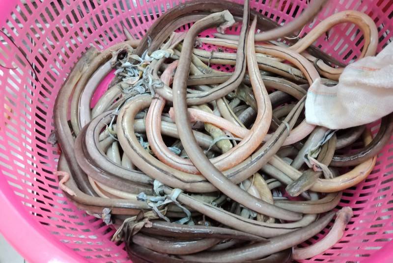Gỏi cá nhệch Ninh Bình – Từ món dân dã đến đặc sản trứ danh