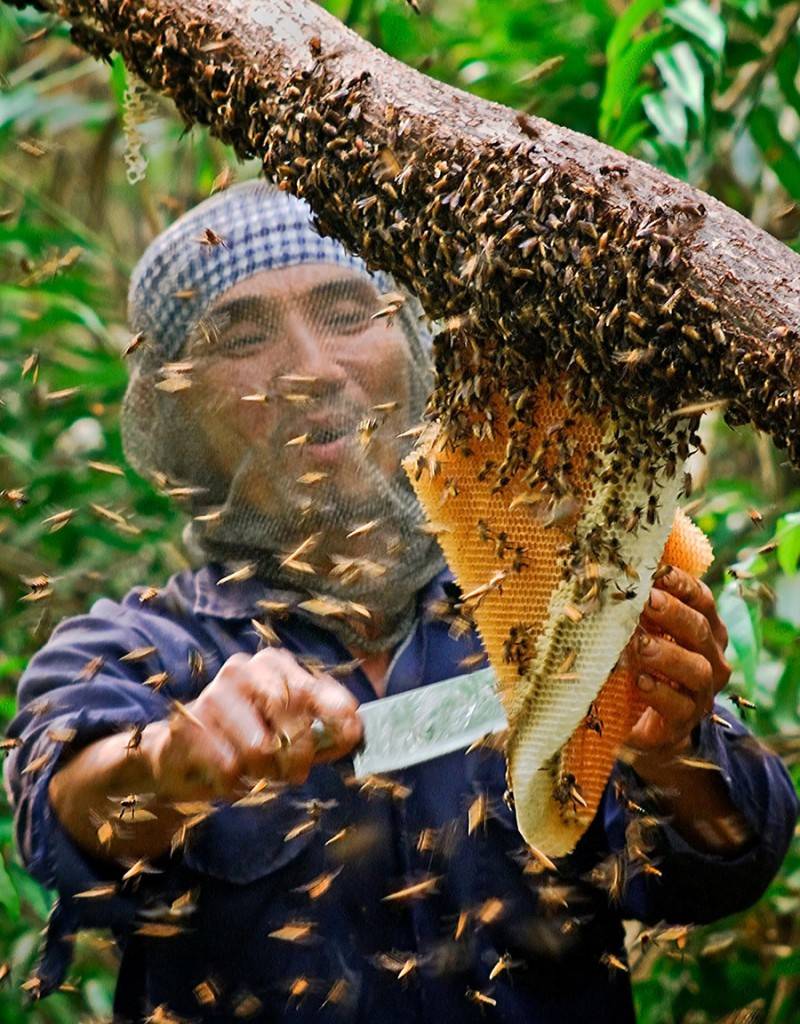 Gỏi nhộng ong rừng U Minh, đặc sản quý hiếm ở miệt rừng tràm