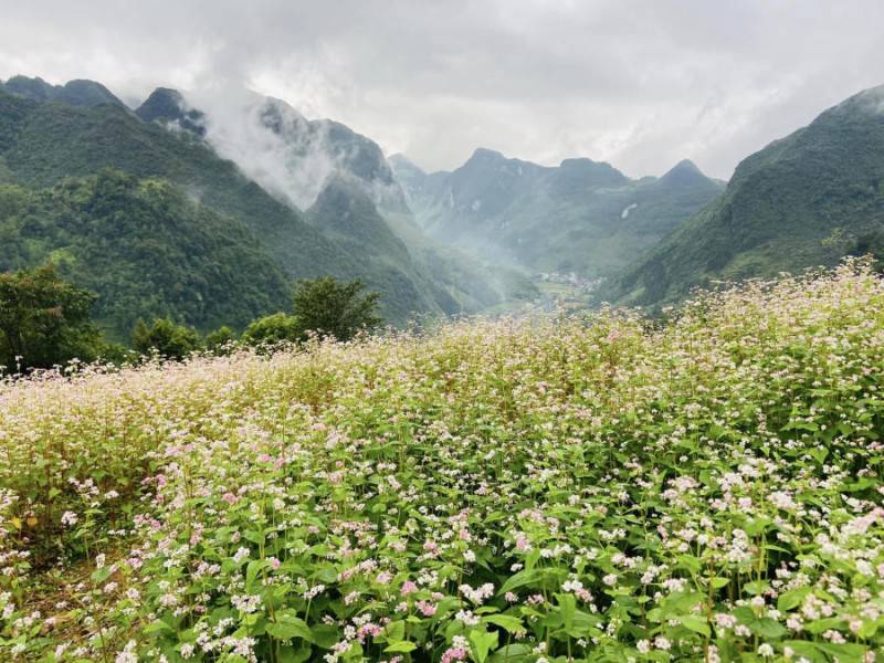 Hà Giang tháng 10 đẹp mê hồn đốn tim những tín đồ mê xê dịch