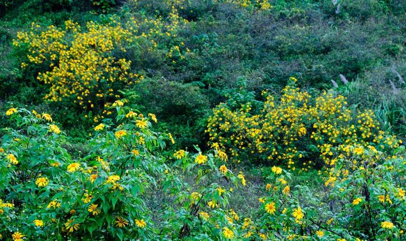 Hoa dã quỳ Mộc Châu - Vẻ đẹp hoang dại của núi rừng Tây Bắc