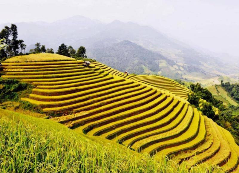 Hoàng Su Phì - Ngỡ ngàng vẻ đẹp ruộng bậc thang mùa lúa chín