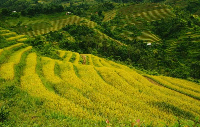 Hoàng Su Phì - Ngỡ ngàng vẻ đẹp ruộng bậc thang mùa lúa chín