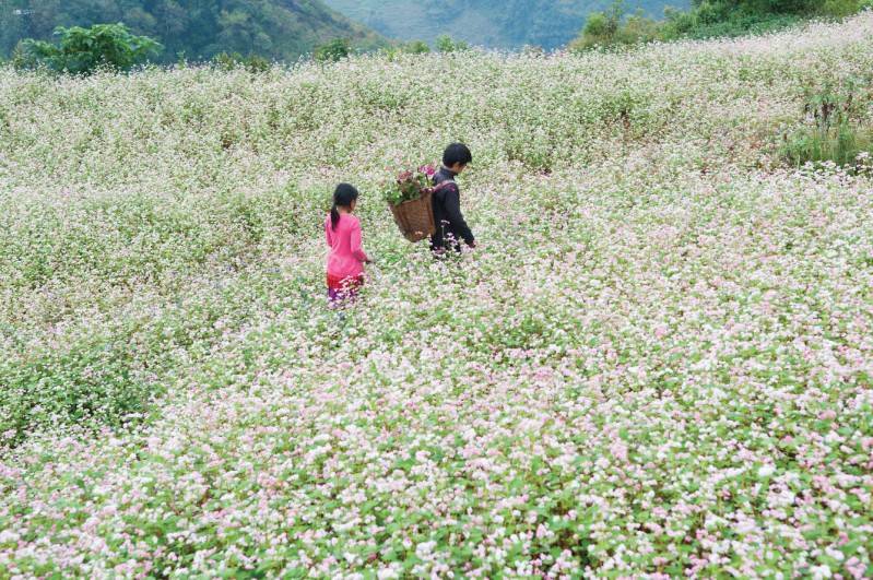 Hoàng Su Phì - Ngỡ ngàng vẻ đẹp ruộng bậc thang mùa lúa chín