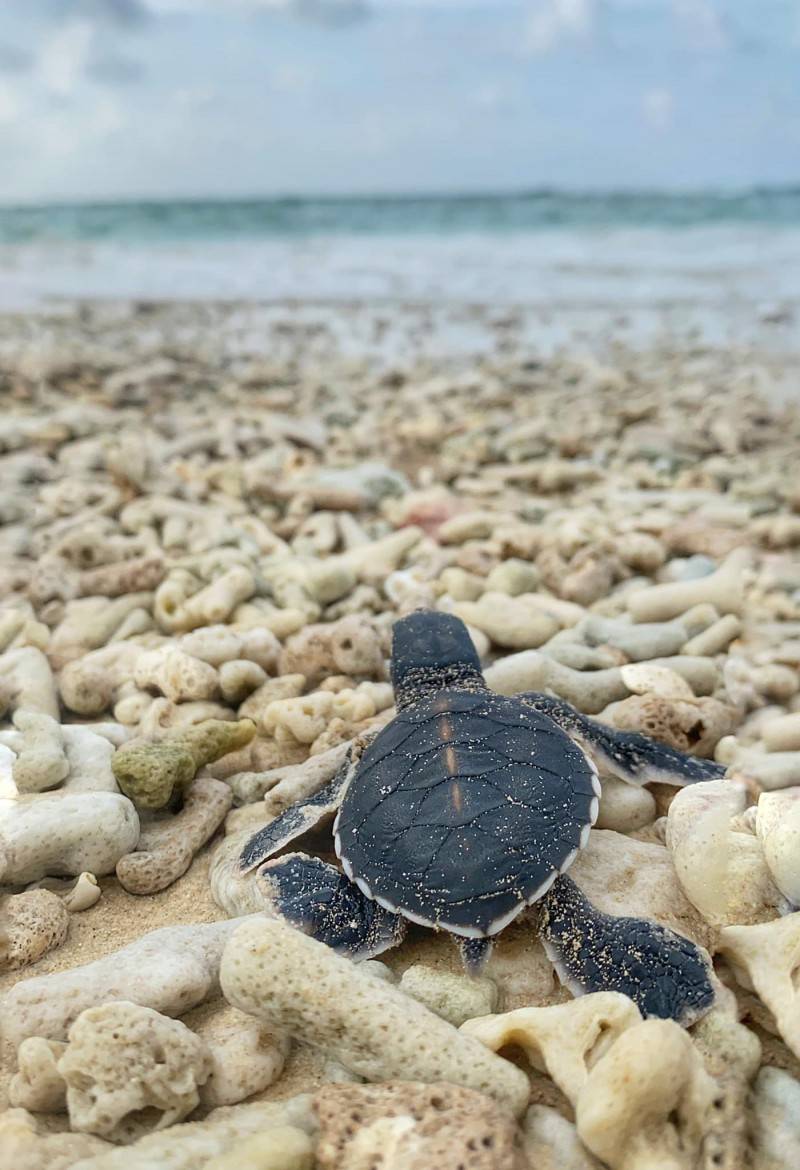Hoạt động đỡ đẻ cho rùa biển đầy thú vị tại Côn Đảo