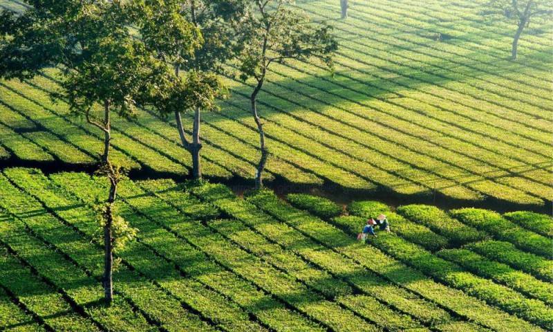 Khám phá Biển Hồ Chè giữa lòng cao nguyên rộng lớn