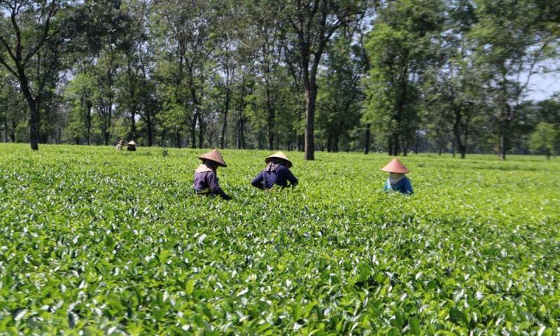 Khám phá Biển Hồ Chè giữa lòng cao nguyên rộng lớn