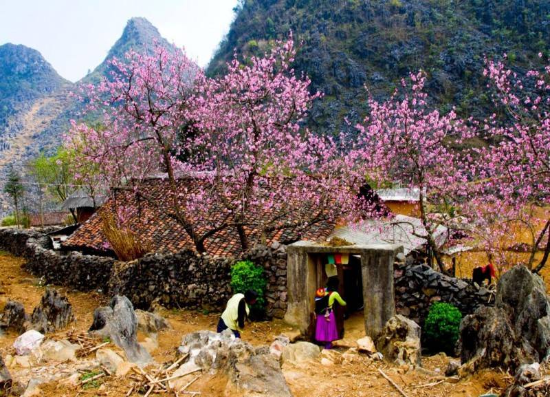 Khám phá các mùa hoa ở Mộc Châu - 7 bức tranh thiên nhiên tuyệt mỹ