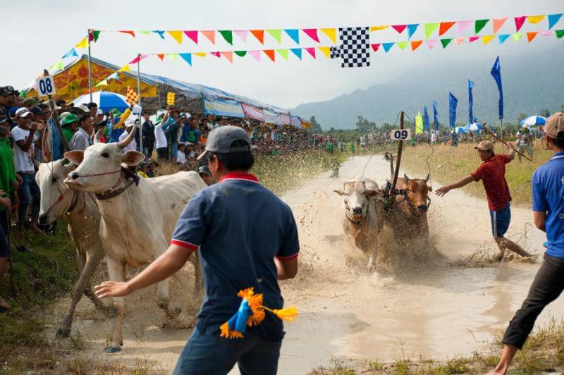 Khám phá Lễ hội đua bò An Giang truyền thống vô cùng đặc sắc