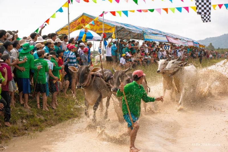 Khám phá Lễ hội đua bò An Giang truyền thống vô cùng đặc sắc