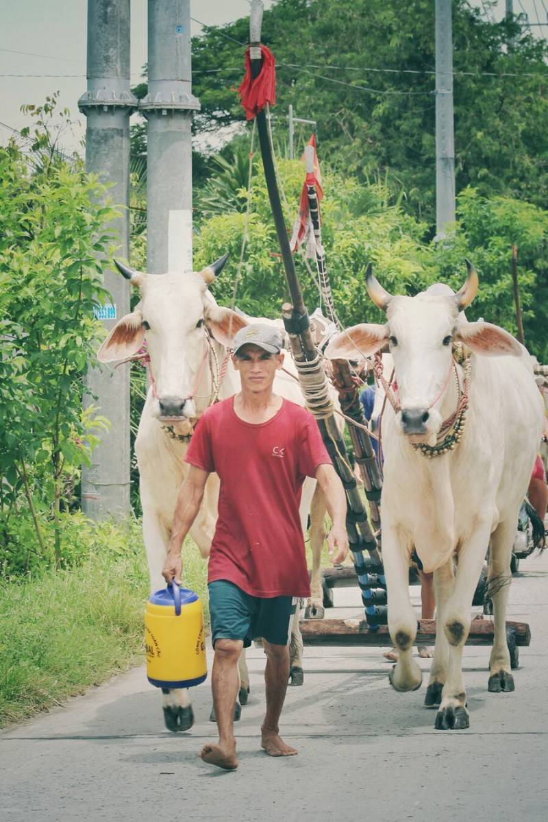 Khám phá Lễ hội Đua bò ở Tịnh Biên nhân dịp Tết Senl Donta