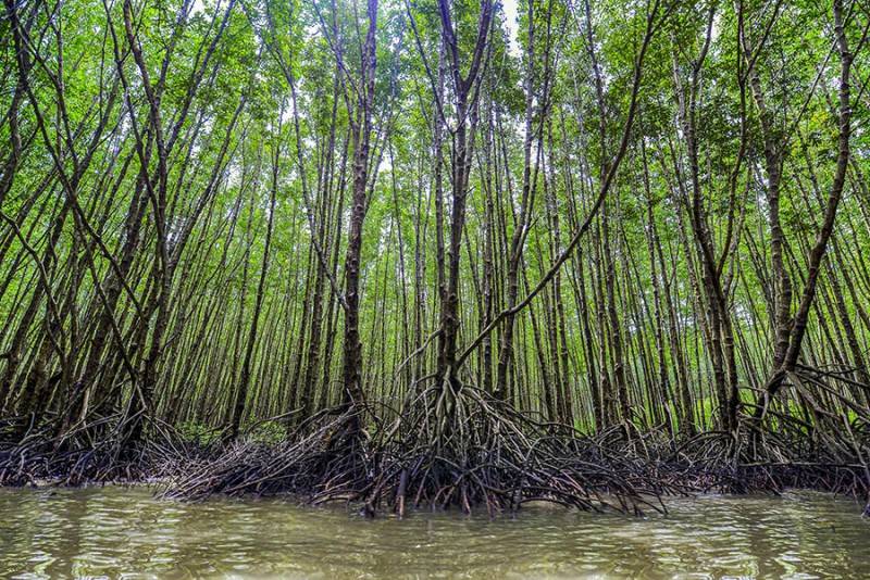 Khám phá rừng ngập mặn Cà Mau với vô vàn trải nghiệm thú vị