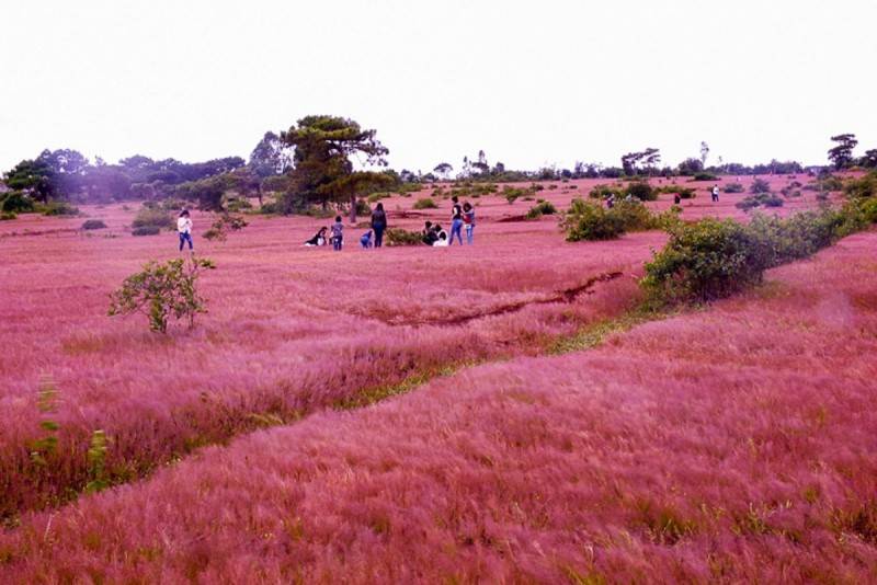 Khám phá rừng thông Đắk Đoa, đồi cỏ hồng thơ mộng ở Gia Lai