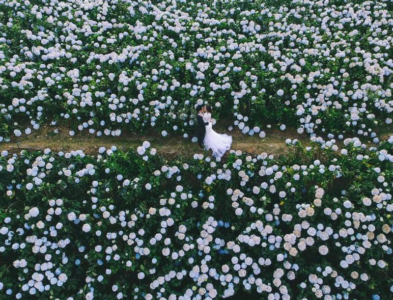 Khám phá vẻ đẹp của những cánh đồng hoa cẩm tú cầu Đà Lạt