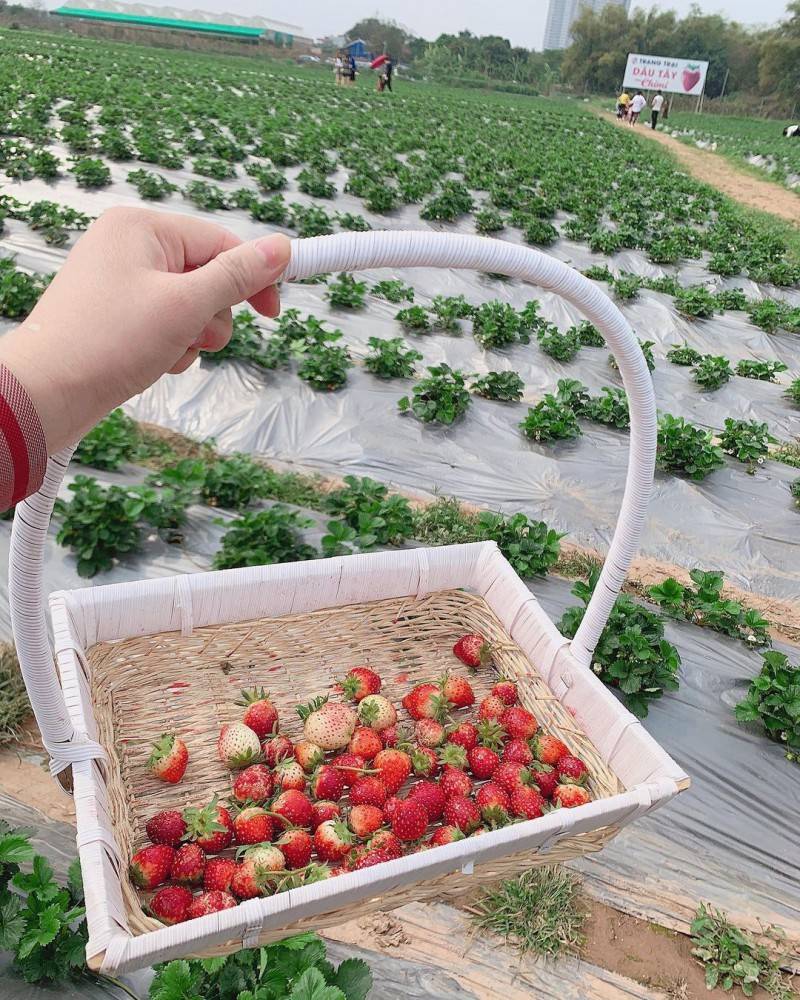Khám phá Vườn dâu tây Chimi Farm đẹp nhất tại Mộc Châu