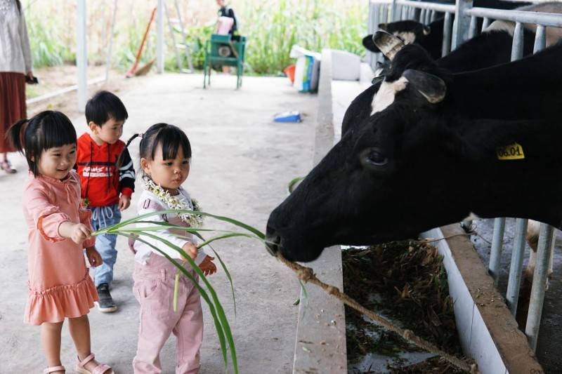 Khám phá Vườn dâu tây Chimi Farm đẹp nhất tại Mộc Châu