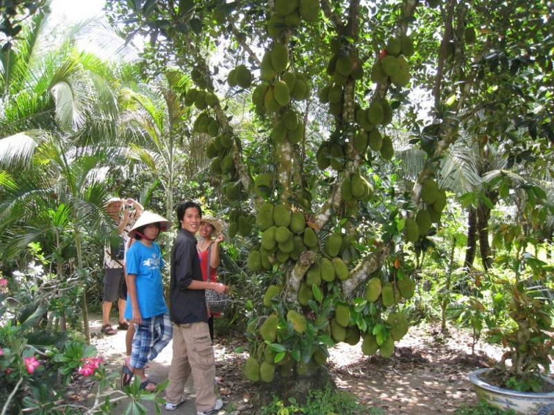 Khám phá Vườn trái cây Lái Thiêu giá rẻ ngon nức tiếng Bình Dương