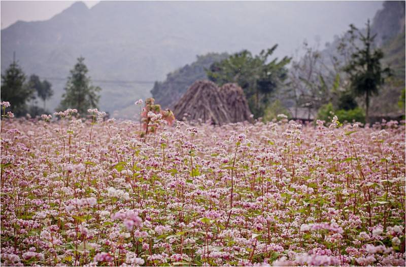 Không thể rời mắt với lịch trình khám phá mùa hoa tam giác mạch siêu xịn