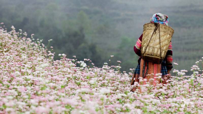 Kinh nghiệm đi du lịch Đồng Văn - Hà Giang tự túc an toàn, thú vị