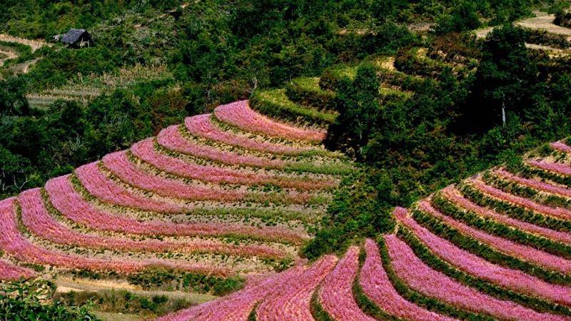 Kinh nghiệm đi du lịch Đồng Văn - Hà Giang tự túc an toàn, thú vị