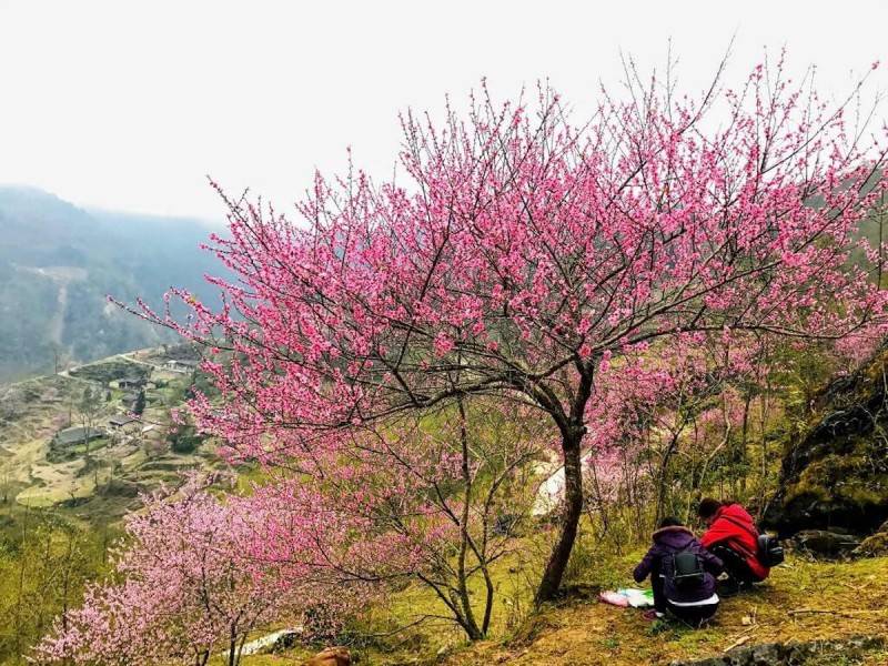 Kinh nghiệm săn hoa đào Hà Giang tháng 3 cho người mới chi tiết nhất