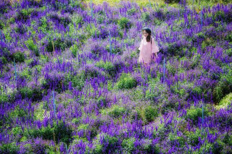 Lạc vào tiên cảnh với khu du lịch Lavender Đà Lạt
