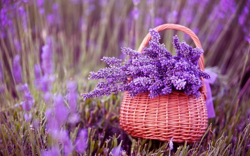 Lạc vào tiên cảnh với khu du lịch Lavender Đà Lạt