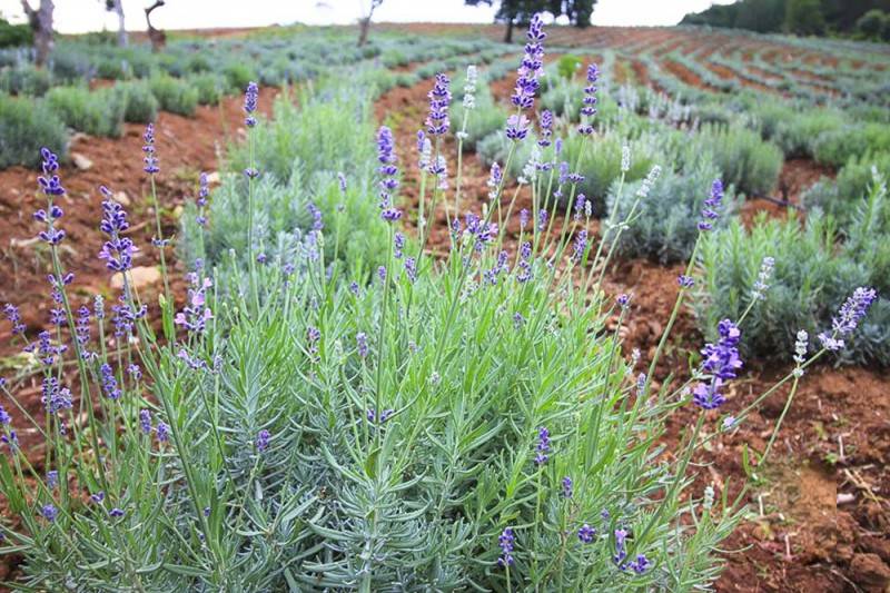 Lạc vào tiên cảnh với khu du lịch Lavender Đà Lạt