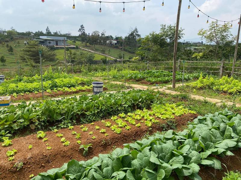 Lạc vào Vintage Garden's Farmstay cực đẹp tại Bảo Lộc