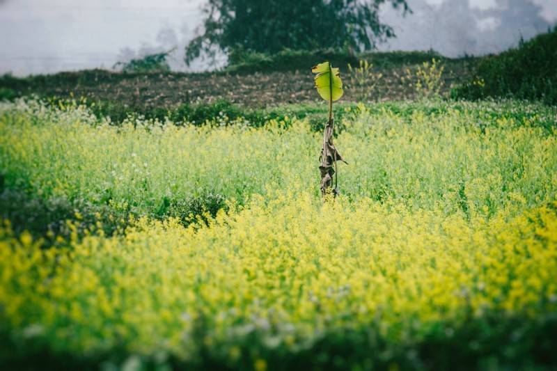 Làm sao quên được lúc thớ lưỡi cay nồng với món rau cải cay Hà Giang