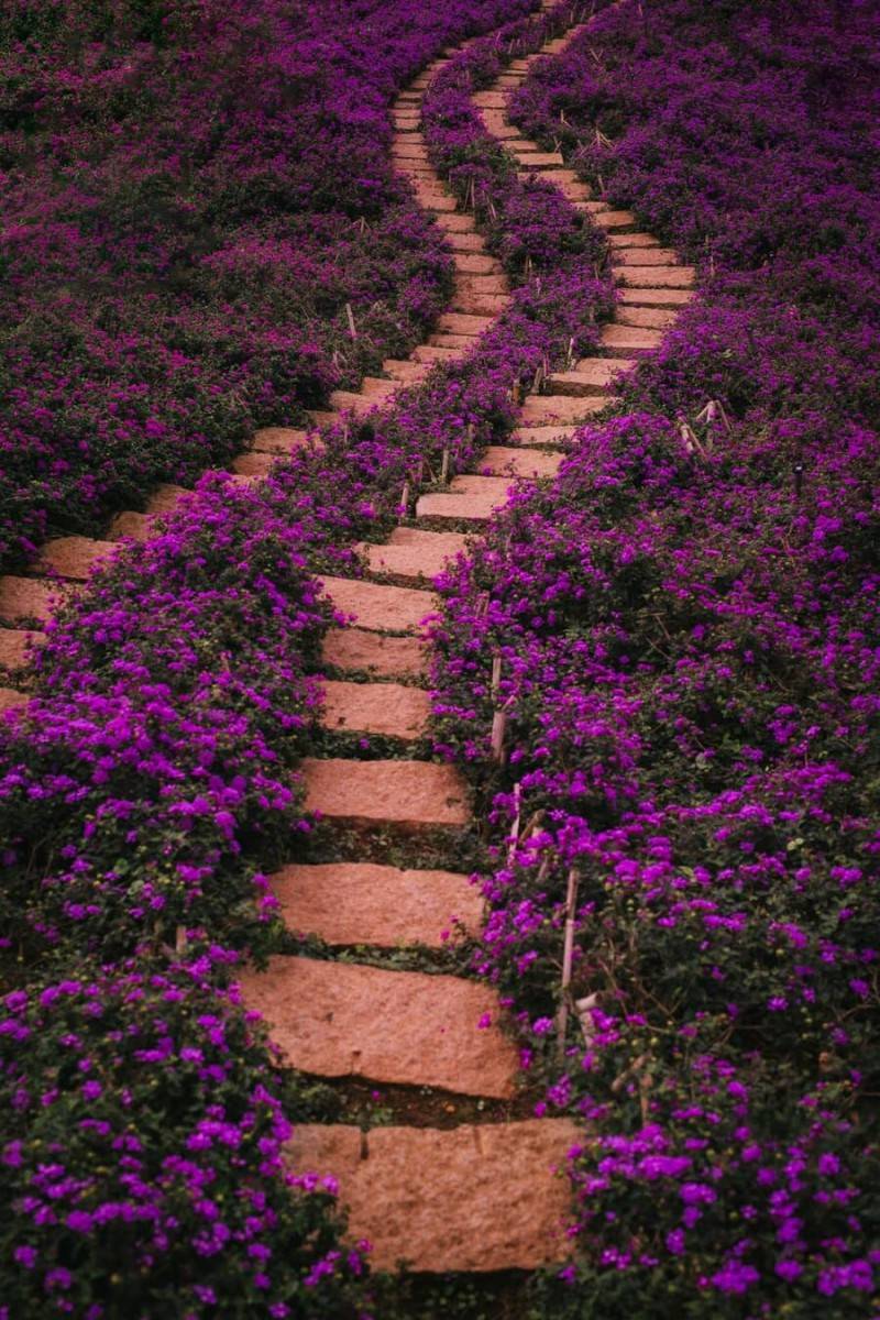 Lavender Túi Thương Nhớ, không gian ngập tràn sắc tím lãng mạn, an yên