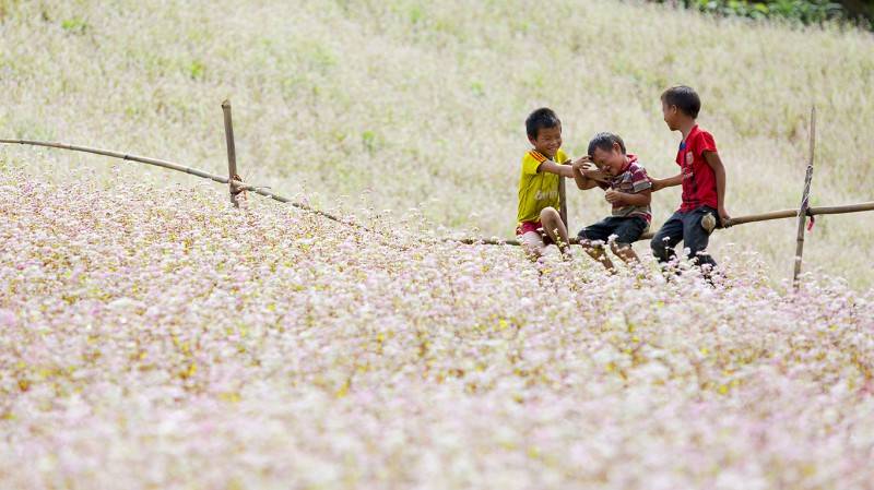 Lễ hội hoa tam giác mạch Hà Giang - Chìm đắm sắc hoa tam giác mạch
