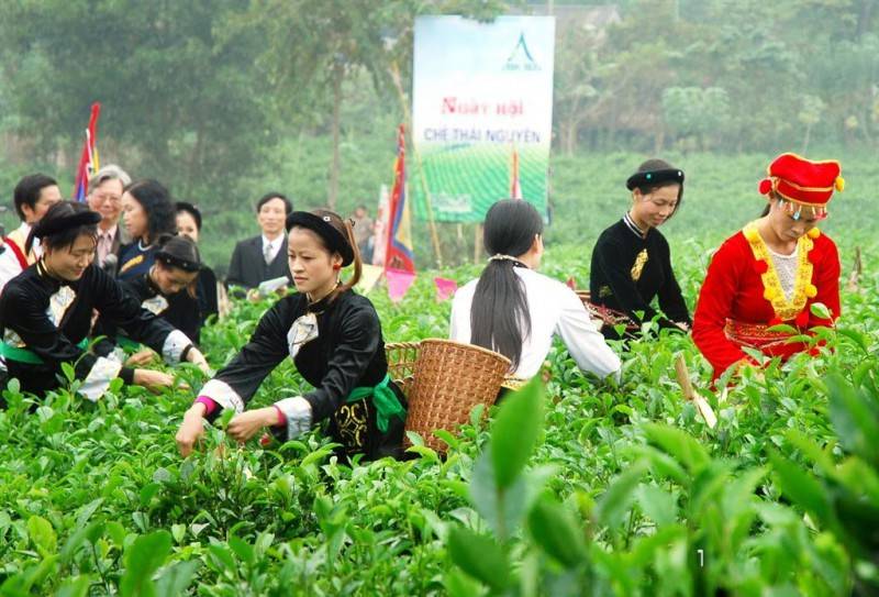 Lễ hội trà Đà Lạt - Hòa mình vào tuần lễ văn hóa trà đặc sắc