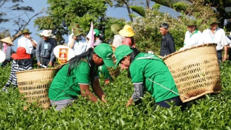 Lễ hội trà Đà Lạt - Hòa mình vào tuần lễ văn hóa trà đặc sắc