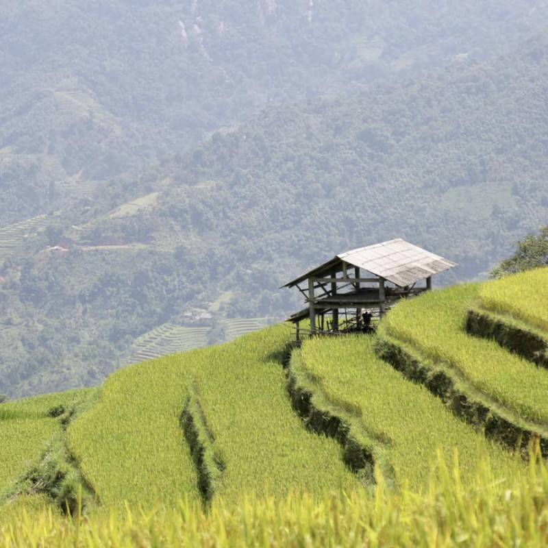 Loạn nhịp trước Hoàng Su Phì mùa lúa chín đẹp đến nao lòng