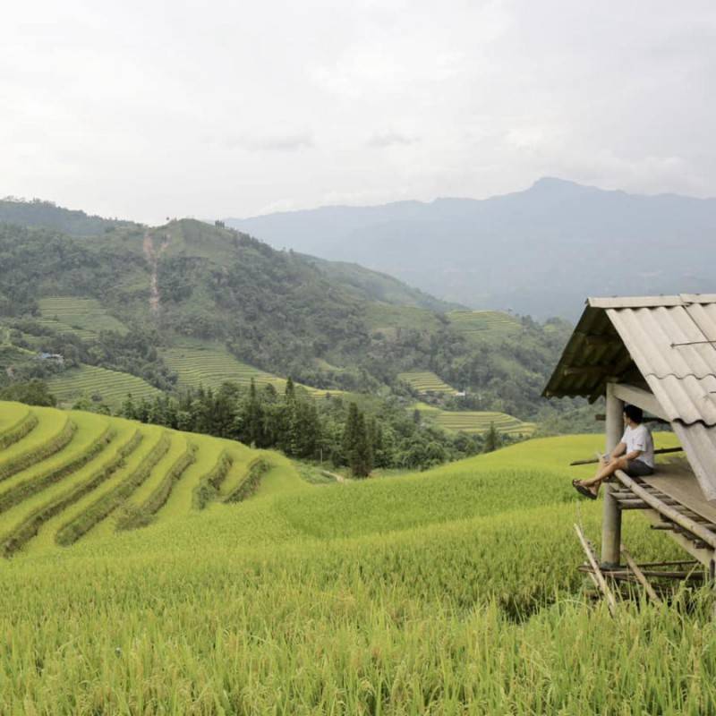 Loạn nhịp trước Hoàng Su Phì mùa lúa chín đẹp đến nao lòng