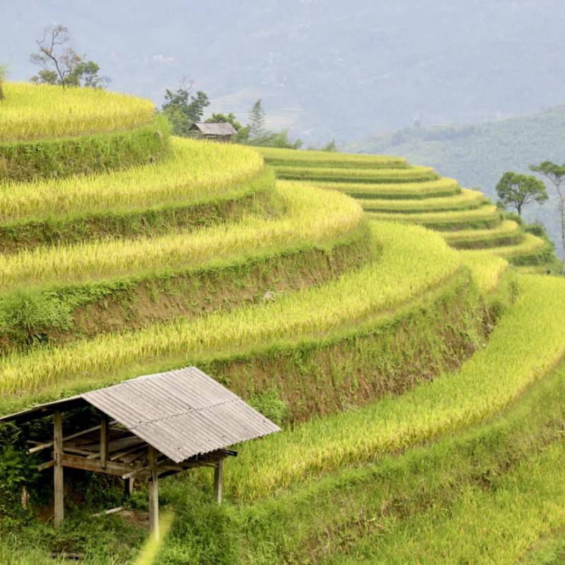 Loạn nhịp trước Hoàng Su Phì mùa lúa chín đẹp đến nao lòng