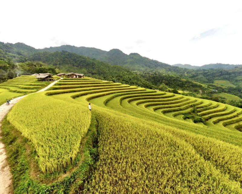 Loạn nhịp trước Hoàng Su Phì mùa lúa chín đẹp đến nao lòng